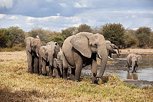 非洲象,牧群,水潭,克鲁格国家公园,南非