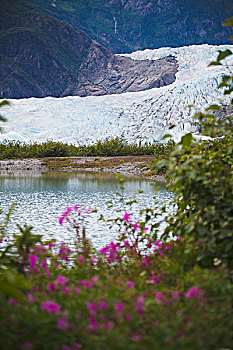 棉田豪冰河,杂草,岸边,阿拉斯加,美国