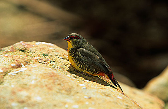 雀,栖息,石头,澳大利亚