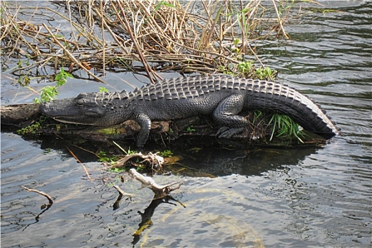 放松,鳄鱼,埃弗格来兹,佛罗里达,一月,2007年