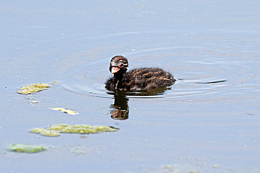 小,,小,幼禽,站在水中,水塘,诺曼底