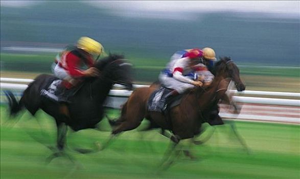 马术运动,赛马,驰骋,骑师,男人,马,哺乳动物,移动,动感,动物