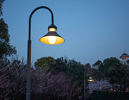 傍晚樱花树旁的路灯