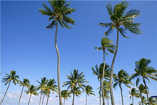 蓝天,棕榈树,佛罗里达,热带,夏天