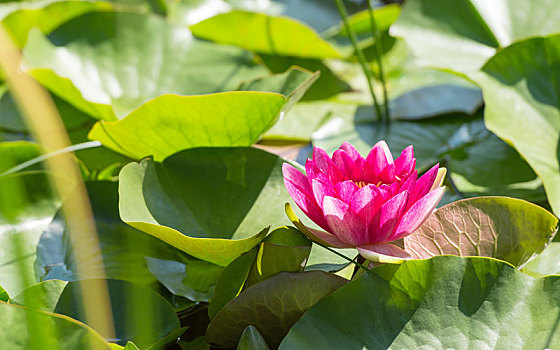 绛红,花,荷花,日光,密集,叶子