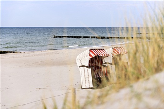 沙丘草,波罗的海,海滩