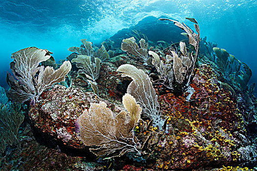 珊瑚,礁石,海洋,小,多巴哥岛,斯佩塞德,特立尼达和多巴哥,小安的列斯群岛,加勒比海