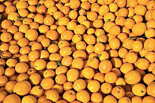 橘子,林波波河