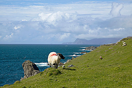 绵羊,红色,标记,背影,放牧,大西洋,阿基尔岛,梅奥县,爱尔兰