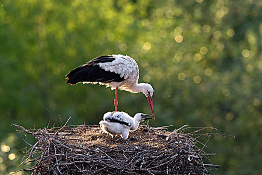 白鹳,巢,幼禽,波兰