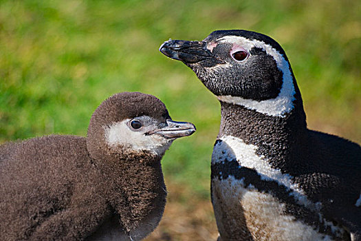 麦哲伦企鹅,小蓝企鹅,幼禽,福克兰群岛