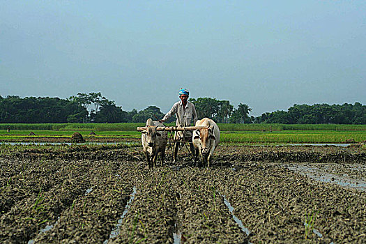 农民,陆地,孟加拉,七月,2007年
