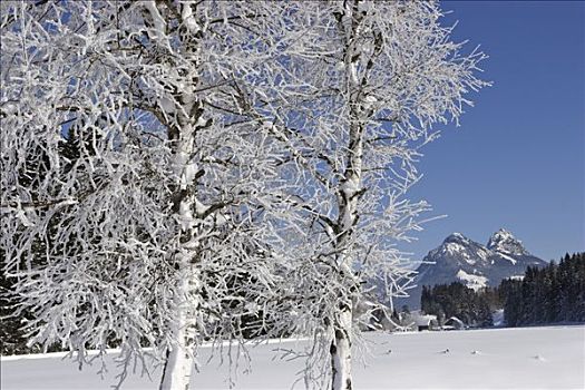 白霜,遮盖,桦树,施蒂里亚,奥地利