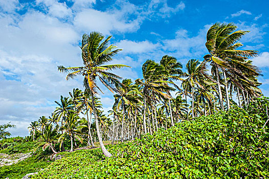 棕榈树,汤加,南太平洋