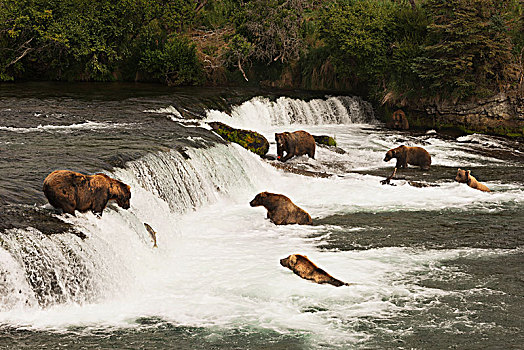 棕熊,捕鱼,三文鱼,溪流,瀑布,阿拉斯加,美国