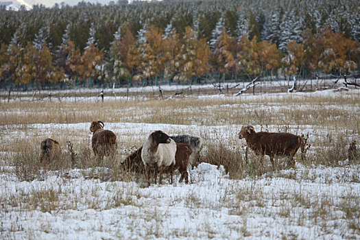 新疆哈密,天山初雪美景中的羊群