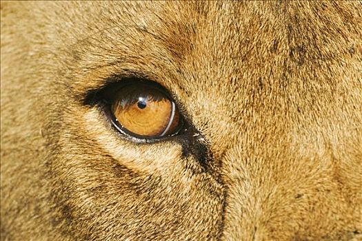 眼,狮子,萨维提,乔贝国家公园,博茨瓦纳,非洲