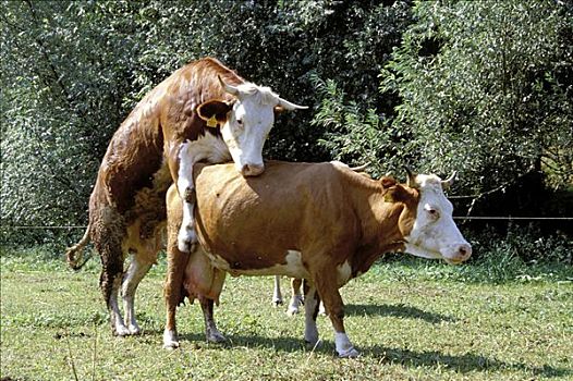 母牛,德国