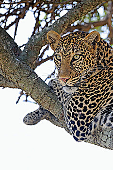 豹,休息,枝条,无花果,树,马赛马拉国家保护区,肯尼亚,东非,非洲