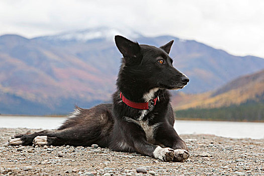 雪橇狗,混合,冲刺,狗,阿拉斯加,哈士奇犬,休息,秋天,靠近,鱼,湖,育空地区,加拿大
