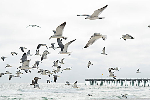 成群,海鸥,飞,墨西哥湾,美国