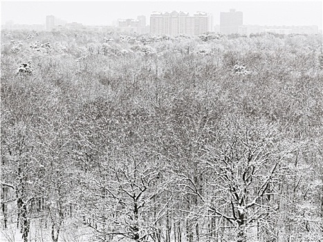 俯视,雪,树林,城市,建筑