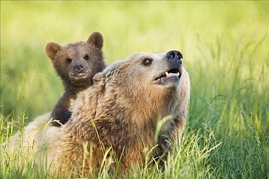 母兽,幼兽,棕熊