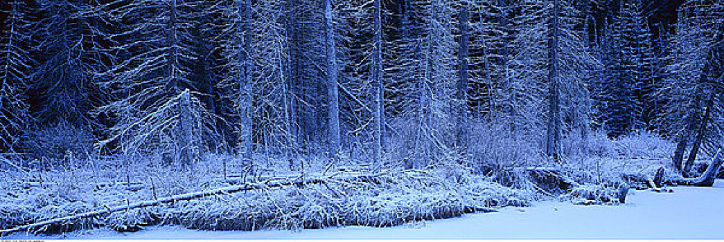 冰冻,河,树林,碧玉国家公园,艾伯塔省,加拿大