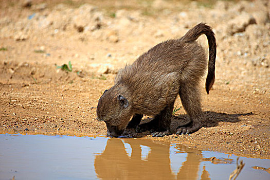 狒狒,幼小,喝,水坑,岬角半岛,西海角,南非
