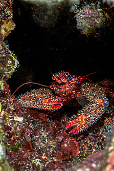 彩色,东方扁虾,地中海,克罗地亚,欧洲