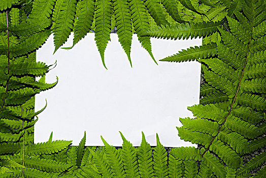 蕨类植物叶配以白色空白纸卡片,自然的概念,森林中蕨类植物的叶子