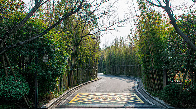 春日暖阳曲径通幽的竹林小道