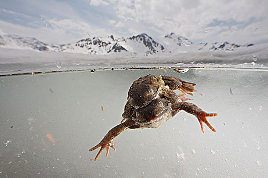 蛙,中国林蛙,一对,交配,冰冻,水塘,2000年,阿尔卑斯山,法国