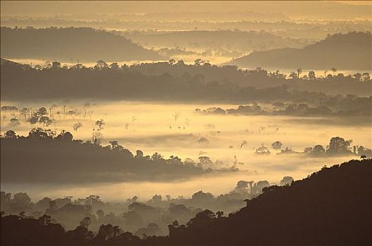 黎明,亚马逊河,树林,蒸发,生态系统,巴西
