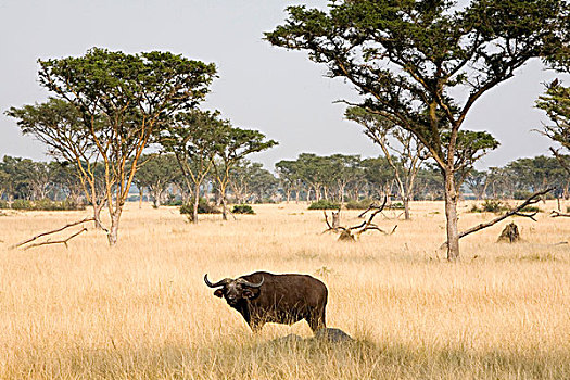 非洲,水牛,干燥,靠近,伊丽莎白女王国家公园,乌干达