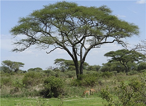 黑斑羚,大草原