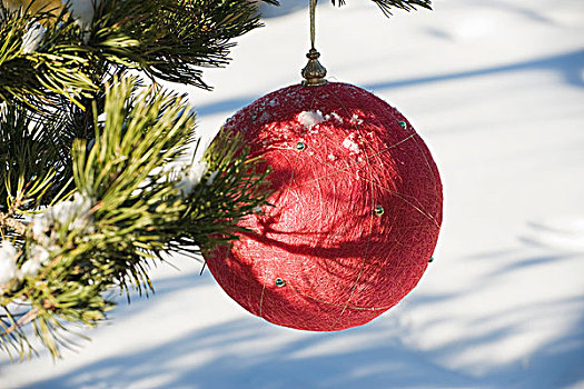 红色,圣诞饰品,悬挂,常绿植物,枝条,雪,背景