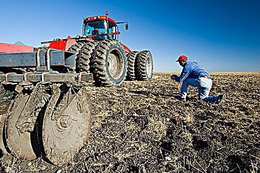 一个,男人,种植,土地,小麦,胡茬,旁侧,拖拉机,拉拽,培育,设备,靠近,曼尼托巴,加拿大
