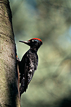 黑啄木鸟,大幅,尺寸