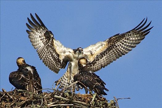 鱼鹰,父母,降落,巢穴,两个,幼禽,北美