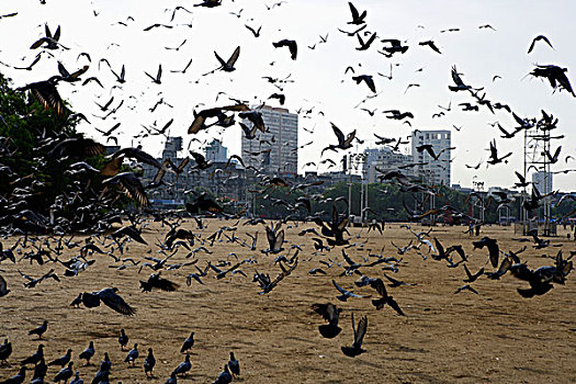 鸟,飞翔,海滩,孟买,印度