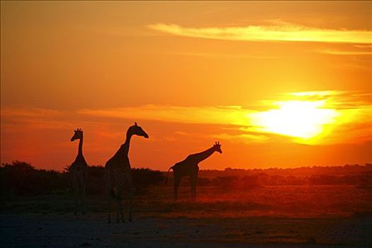 长颈鹿,日落,埃托沙国家公园,纳米比亚,非洲