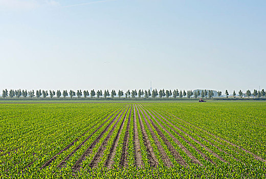 褶皱,玉米田,荷兰
