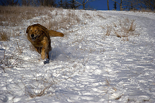 金毛猎犬,跑,积雪,风景