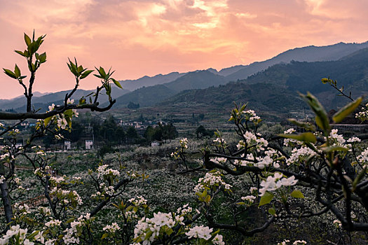 晚霞,梨花