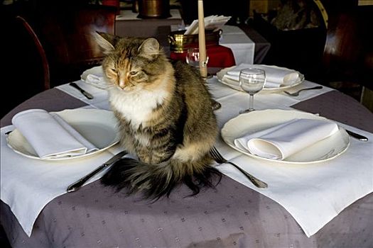 猫,坐,桌子,餐馆,安特卫普,比利时