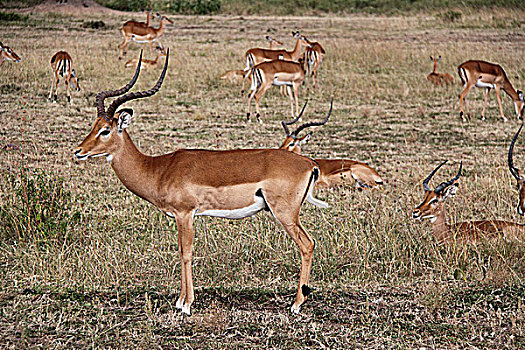 肯尼亚非洲大草原羚-侧面特写