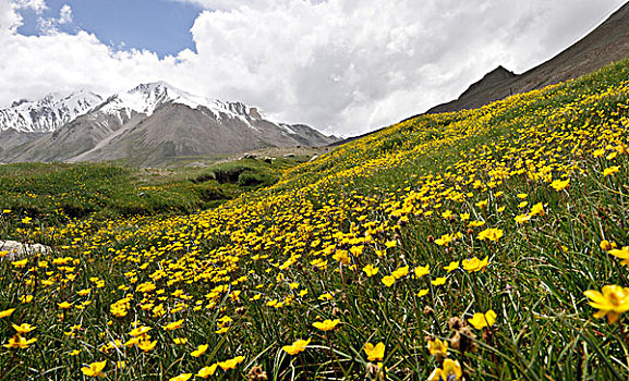 帕米尔高原春花烂漫,全景图