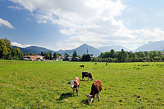 母牛,家畜,地点,清新,草,乡村,背景