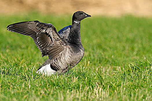 黑雁,伸展,翼,窝,荷兰北部,荷兰
